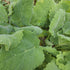 Clary Sage